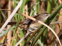 Acrocephalus gracilirostris gracilirostris