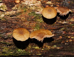 Simocybe phlebophora