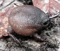 Breviceps fuscus