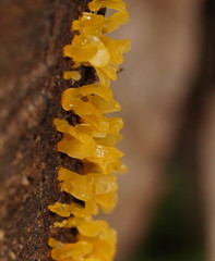 Calocera australis