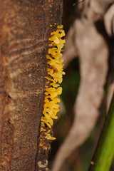 Calocera australis