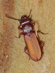 Platisus angusticollis