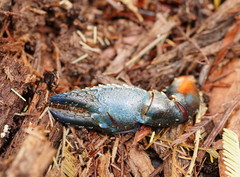 Euastacus woiwuru