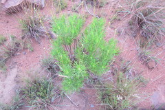 Euryops pedunculatus