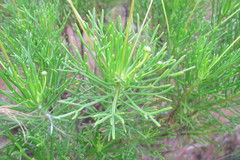 Euryops pedunculatus