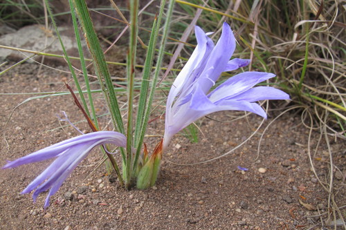 Babiana bainesii