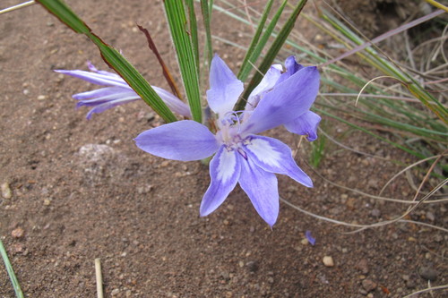 Babiana bainesii