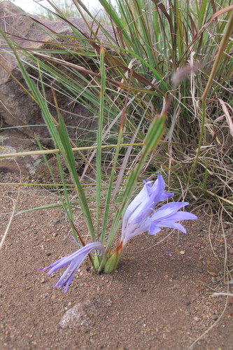 Babiana bainesii
