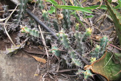 Euphorbia schinzii