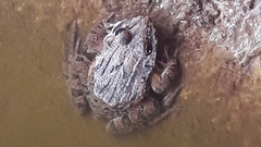 Fejervarya cancrivora