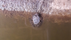 Fejervarya cancrivora