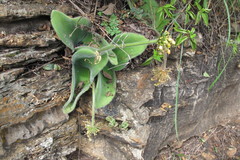 Haemanthus humilis