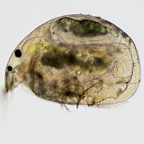 Representative image of Alona