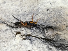 Diphyus quadripunctorius