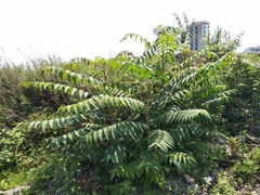 Ailanthus altissima