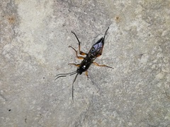 Diphyus quadripunctorius