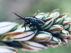 Capsodes