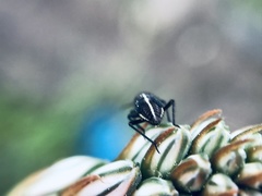 Capsodes