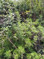 Artemisia verlotiorum