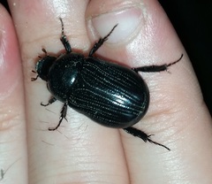 Coleoptera