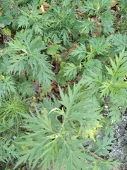 Artemisia verlotiorum