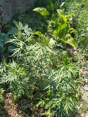 Artemisia verlotiorum