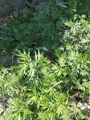 Artemisia verlotiorum
