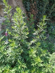 Artemisia verlotiorum