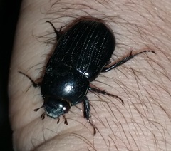 Coleoptera