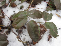 Berberis aquifolium