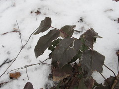 Berberis aquifolium