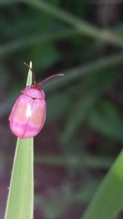 Asphaera