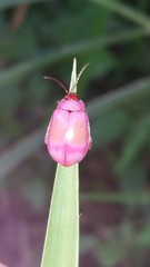 Asphaera