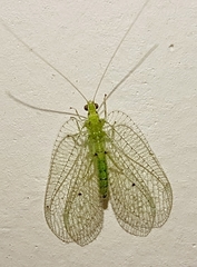 Ankylopteryx