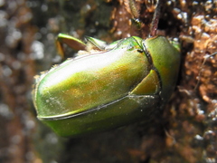 Pseudotorynorrhina japonica