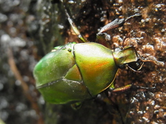 Pseudotorynorrhina japonica