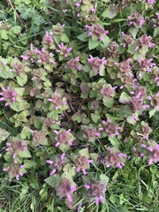 Lamium purpureum