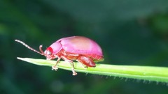 Asphaera