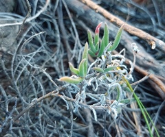 Trichodiadema strumosum