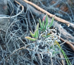 Trichodiadema strumosum