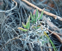 Trichodiadema strumosum