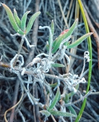 Trichodiadema strumosum