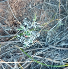 Trichodiadema strumosum