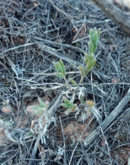 Trichodiadema strumosum