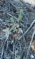 Trichodiadema strumosum