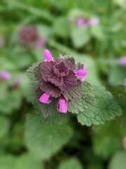 Lamium purpureum