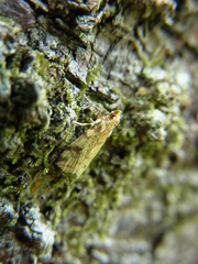 Micraglossa aureata
