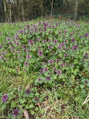 Lamium purpureum