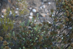 Oedera genistifolia