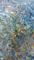 Oedera genistifolia